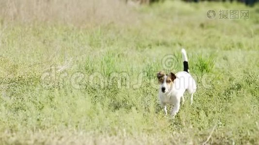 美丽的活跃狗杰克罗素梗品种运行相机视频