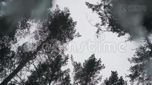 云天背景下的松树视频