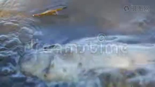 湖中被污染的水杀死的鱼。在海浪上。视频