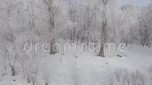 覆盖着霜冻的树木的全景视频