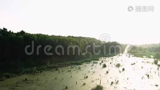 杂草丛生的绿色池塘视频