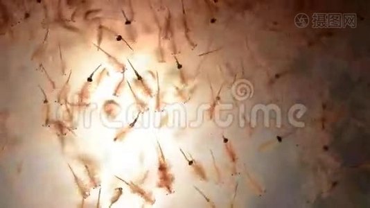 卤虫浮游生物，卤虾.视频