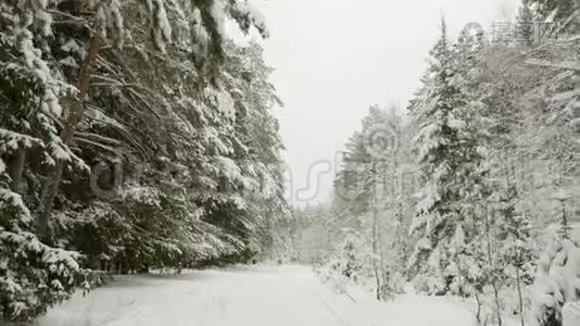 冬天的树木下着雪，飞射在森林里视频