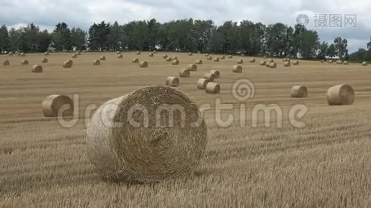 美丽的风景。 农业领域。 圆捆稻草捆在田野里。视频