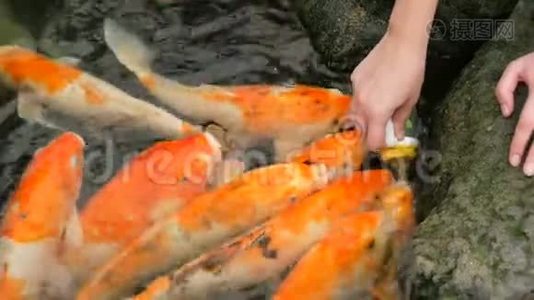 一瓶日本红鲤鱼的雌性手食视频