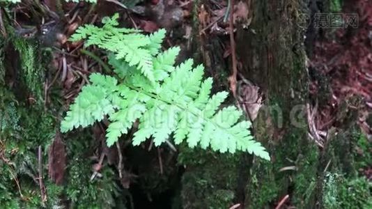弗恩在森林里的树桩上。 一种生长在树桩上的蕨类植物视频