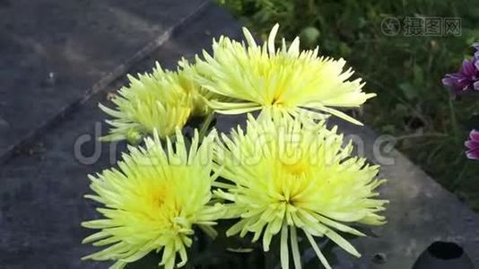 美丽的黄菊花.. 盛开的黄菊花特写镜头..视频