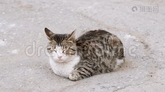 流浪猫躺在街道的沥青路面上视频