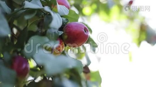 红苹果在树枝上，绿叶在阳光下闪闪发光。视频