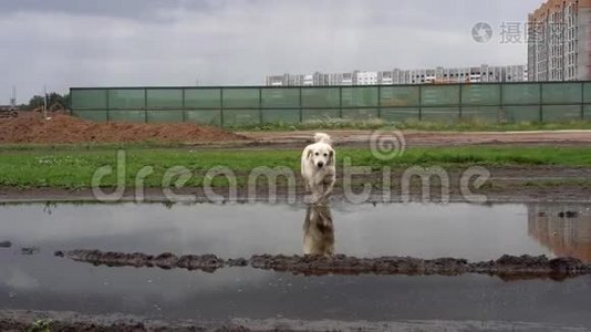 有趣的视频-一只漂亮的纯种狗，高兴地躺在泥泞的水坑里视频