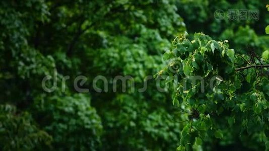 雨中树木绿叶的景色视频