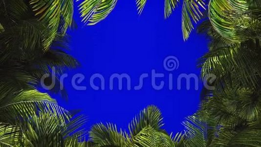 蓝屏风中棕榈树的枝条.. 美丽的夏天循环的背景。视频