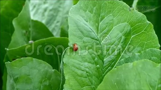 一对红色瓢虫一边行走一边在生机勃勃的绿色有机菜叶上视频