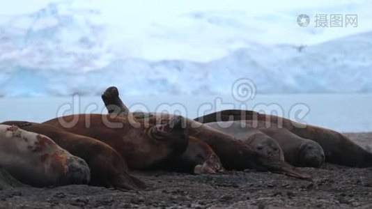 海豹在冰山的背景下彼此靠近休息视频