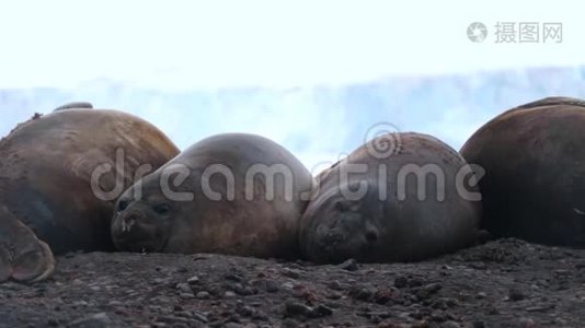一群海豹躺在鹅卵石上休息视频