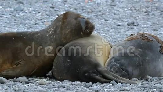 海豹在海滩上互相睡觉。 安德列夫。视频