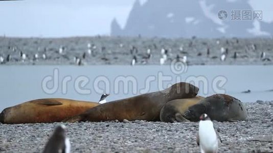 海豹被一群企鹅包围着。 安德列夫。视频