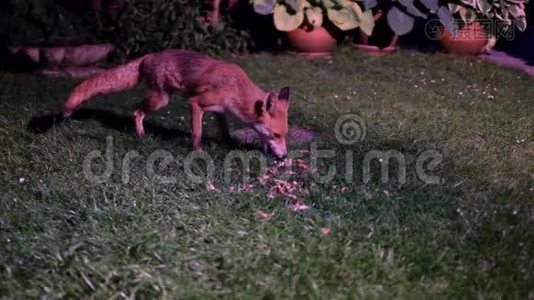 雌性狐狸，维森，喂食。视频