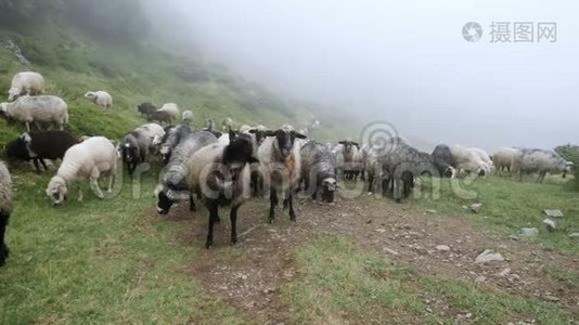 一群羊在雾的背景下在草地上吃青草视频