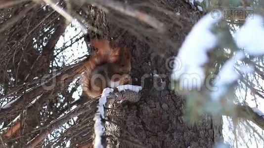 冬天吃松树籽的红松鼠视频