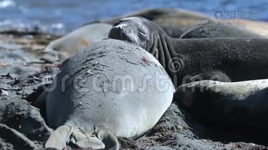 海豹在海滩上互相躺在上面。 安德列夫。视频