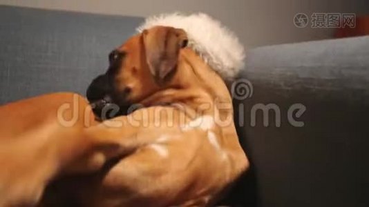 年轻的拳击狗，戴着圣诞帽躺在沙发上。视频