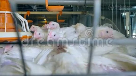 摄像机在一个家禽农场沿着鸡移动。 4K.视频