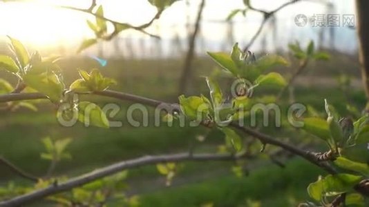 苹果树种夏天视频