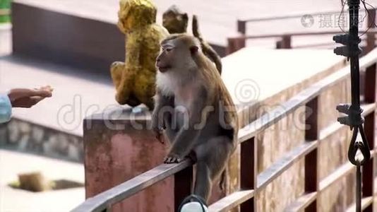 游客喂猴子视频