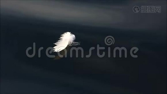 黑水上的白色羽毛。视频