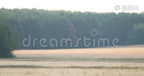在白俄罗斯，野鸟飞过田野。 灰色幽灵。视频