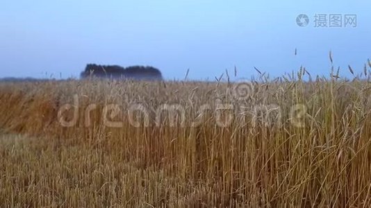 成熟的小麦小穗的金色特写在蓝天背景。 向右转。 美丽的乡村风景。 熟食视频