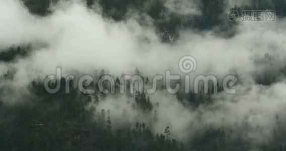 晨起的山雾，西藏博米县的雾树。视频