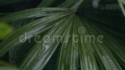 在夏季季风强降雨期间，雨水落在绿叶上的细节。 水滴洗树视频