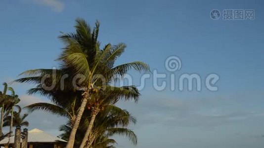 风吹落在夕阳上的椰子叶视频