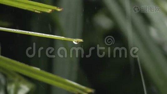 在夏季季风强降雨期间，雨水落在绿叶上的细节。 水滴洗树视频