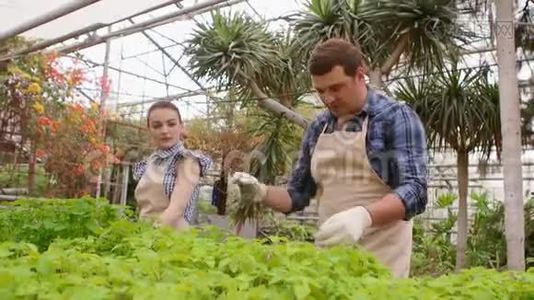 两个专业的园丁正在温室里照顾芽和幼苗，双手特写。视频