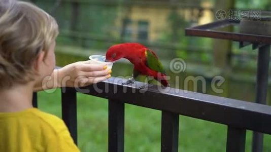 鸟公园里一对母子用牛奶喂一群绿、红的鹦鹉视频