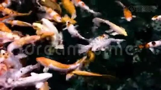 许多锦鲤鱼在暗水中活动。视频