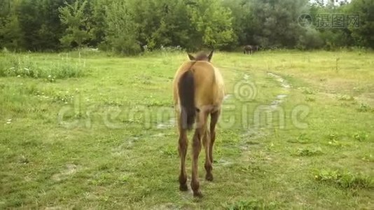 小棕色的小白驹正在街上的草地上散步视频