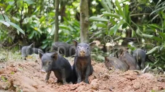泰国雨林丛林中的小可爱黑野猪挖掘地。 泰国。 4K.视频