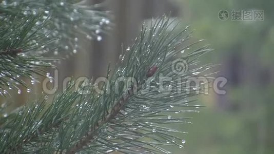 落在红色背景和松枝上的湿雪。 宁静的天气视频