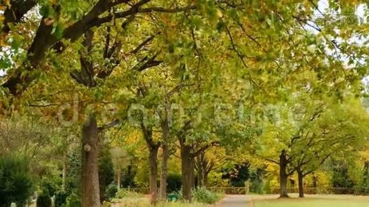 美丽的秋天公园。 落在德国波恩.. 秋天的树和落叶。 秋天的风景。视频