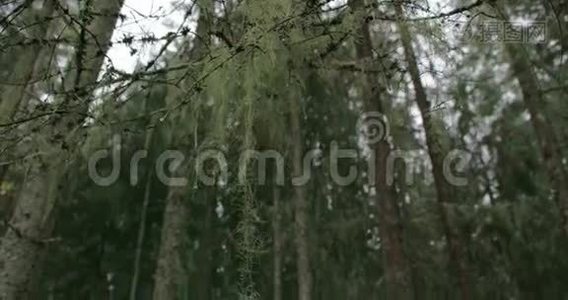 大量云杉树周围有胡须地衣FS7004K视频