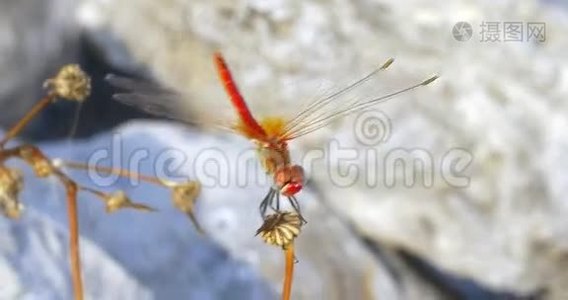 干植物上的红色蜻蜓视频