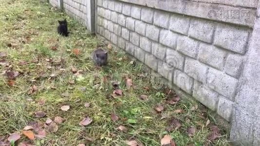 两只小猫坐在篱笆附近的草地上视频