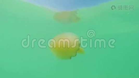 水母视频