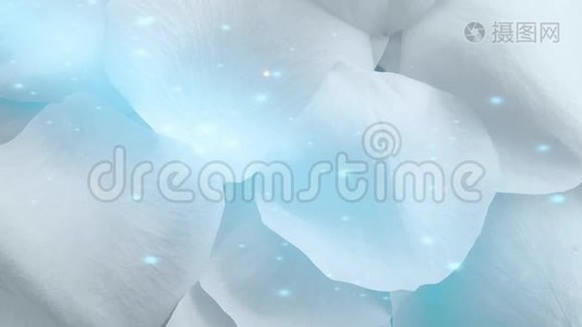 白色玫瑰花瓣背景.视频