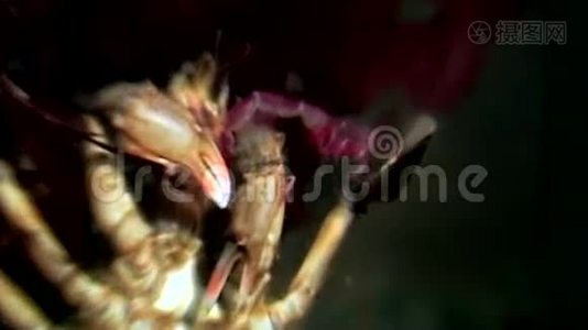 蟹黄在俄罗斯白海海底用爪子抓着战利品。视频