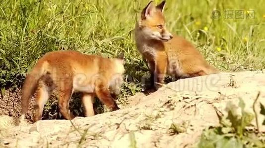 嬉戏的红狐狸幼崽试图捕捉苍蝇视频